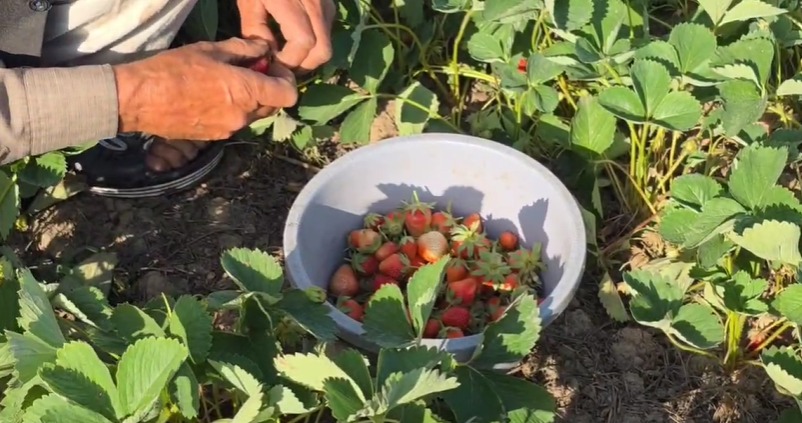 'Strawberry harvest begins in Kashmir amid drop in sale'